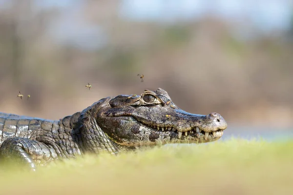 Retrato Jacaré Caiman Yacare Uma Margem Rio Sul Pantanal Brasil — Fotografia de Stock