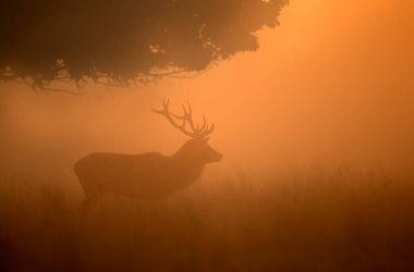 Kızıl Geyik Silueti (Cervus elaphus), İngiltere 'de sisli bir sabahta bir ağacın altında duran geyik..