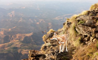 Etiyopya 'nın Etiyopya kıyısındaki Bale dağlarında duran nadir ve nesli tükenmekte olan bir Etiyopya kurdunun (Canis simensis) yakınında..