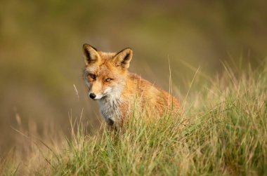 Hollanda 'da yeşil çimlerde oturan bir kızıl tilkinin (Vulpes vulpes) yakınına..