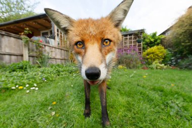Bahçede duran kızıl tilki portresi (Vulpes vulpes), Birleşik Krallık.
