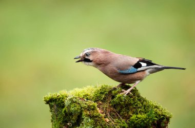 Avrasyalı Jay 'in (Garrulus glandarius) yosunlu bir ağaç gövdesine tünemiş, açık yeşil arkaplan, İngiltere.