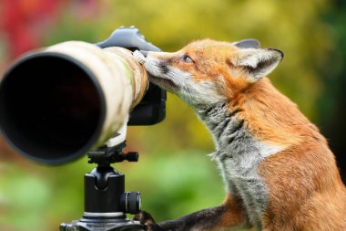 Bir kızıl tilkinin (Vulpes vulpes) fotoğraf makinesini yakından inceleyin, Birleşik Krallık.
