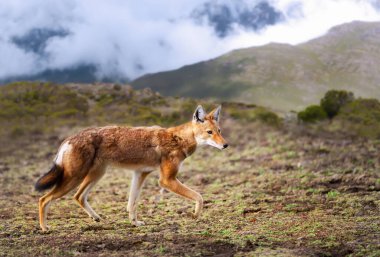 Etiyopya 'nın Etiyopya dağlarında yürüyen nadir ve nesli tükenmekte olan Etiyopya kurdu (Canis simensis)..