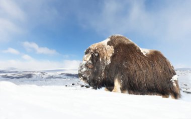 Close up of a male Musk Ox standing in snow, winter in Norway. clipart