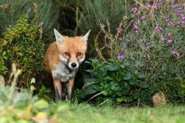 Birleşik Krallık 'ta bir çayırda duran kızıl tilkinin (Vulpes vulpes) kapanışı.