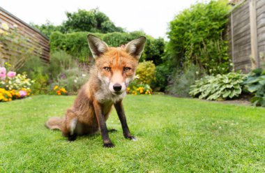 Birleşik Krallık 'ta bir bahçede yeşil çimlerin üzerinde oturan bir kızıl tilkinin (Vulpes vulpes) yakın çekim.