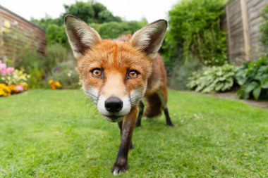 Birleşik Krallık 'ta bir bahçede duran bir kızıl tilkiye (Vulpes vulpes) yakın çekim.