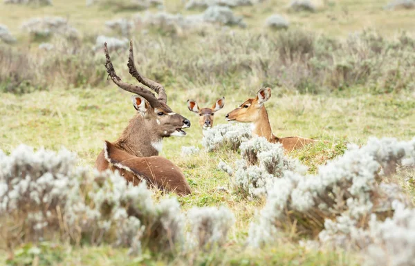 Close Male Female Mountain Nyala Lying Grass Ethiopia — Stock Photo, Image