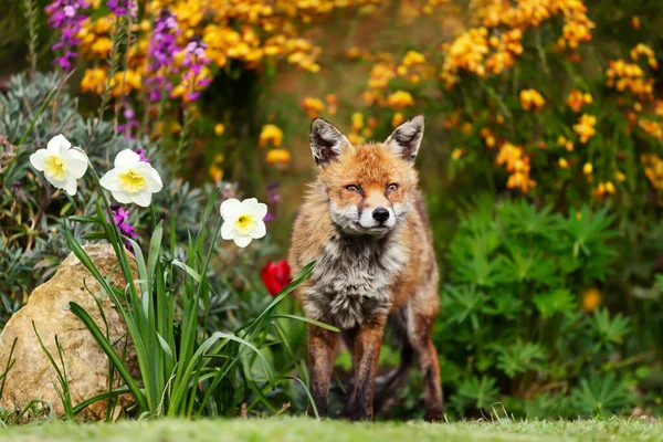 Närbild Röd Räv Vulpes Vulpes Trädgård Vår Storbritannien — Stockfoto