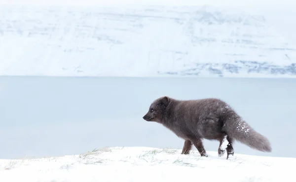 Nahaufnahme Eines Polarfuchses Der Den Küsten Islands Unterwegs Ist — Stockfoto