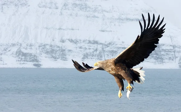 Großaufnahme Eines Seeadlers Haliaeetus Albicilla Flug Winter Norwegen — Stockfoto