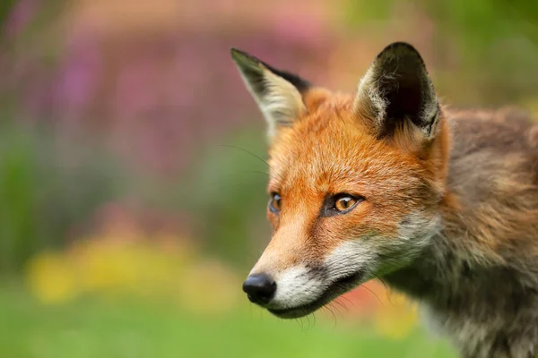 Portret Van Een Rode Vos Vulpes Vulpes Tegen Een Kleurrijke — Stockfoto