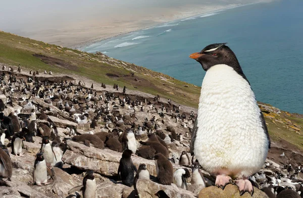 Close Pinguim Tremonha Sul Eudyptes Chrysocome Sobre Uma Rocha Ilha — Fotografia de Stock