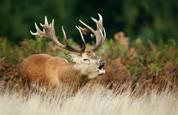 Gros Plan Cerf Rouge Appelant Pendant Saison Rut Automne Royaume — Photo