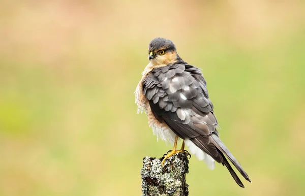 Eurasian Sparrowhawk Accipiter Nisus Usazený Kůlu Jasném Pozadí Skotsko Velká — Stock fotografie