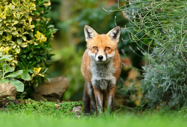 Closure Red Fox Vulpes Vulpes Meadow — стоковое фото