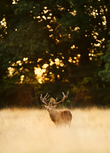 Rothirsch Steht Während Der Brunftzeit Herbst Einem Feld Aus Gelbem — Stockfoto