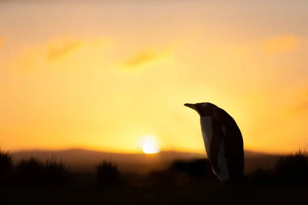 Silueta Tučňáka Gentoo Při Západu Slunce Saunders Falklandské Ostrovy — Stock fotografie