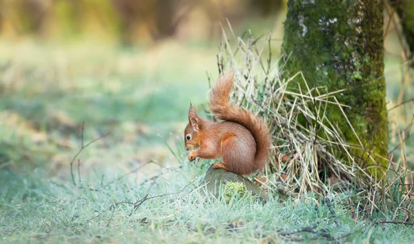 Czerwona Wiewiórka Jedząca Orzechy Skale Lesie Szkocja Wielka Brytania — Zdjęcie stockowe