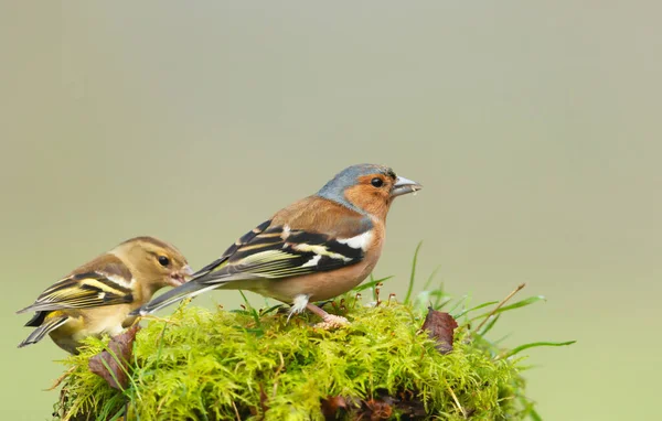 Birleşik Krallık Yosunlu Bir Ağaca Tünemiş Bir Chaffinch Fringilla Coelebs — Stok fotoğraf