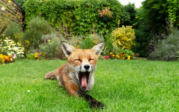 Primer Plano Zorro Rojo Vulpes Vulpes Bostezando Jardín Reino Unido — Foto de Stock