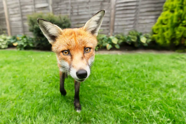 İngiltere 'de bir bahçede kızıl tilki portresi (Vulpes vulpes).