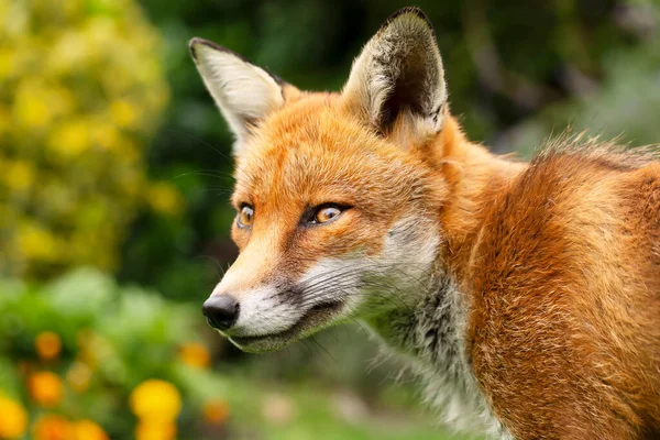 イギリス夏の赤い狐 の肖像 — ストック写真