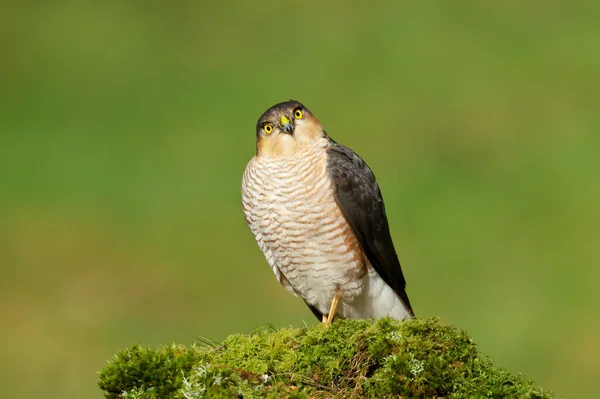 Sperber Accipiter Nisus Hockt Auf Einem Bemoosten Pfahl Vor Klarem — Stockfoto