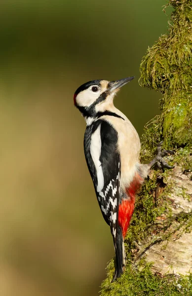 Close Great Spotted Woodpecker Dendrocopos Major Appollaiato Muschio Betulla Sfondo — Foto Stock