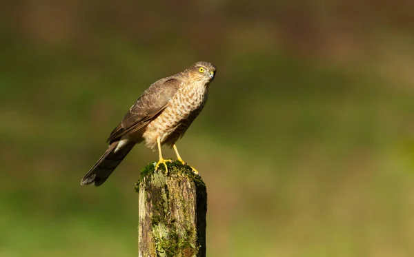 Eurasian Sparrowhawk Accipiter Nisus Perched Mossy Post Clear Background Scotland — Stock Photo, Image
