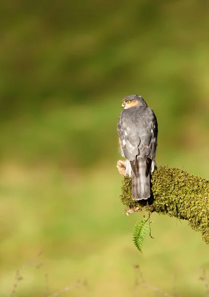 Euraziatische Sparrowhawk Accipiter Nisus Een Mossiepost Met Een Duidelijke Achtergrond — Stockfoto