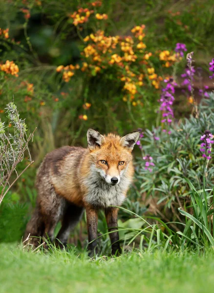 Närbild Röd Räv Vulpes Vulpes Som Står Trädgården Blommor Sommar — Stockfoto