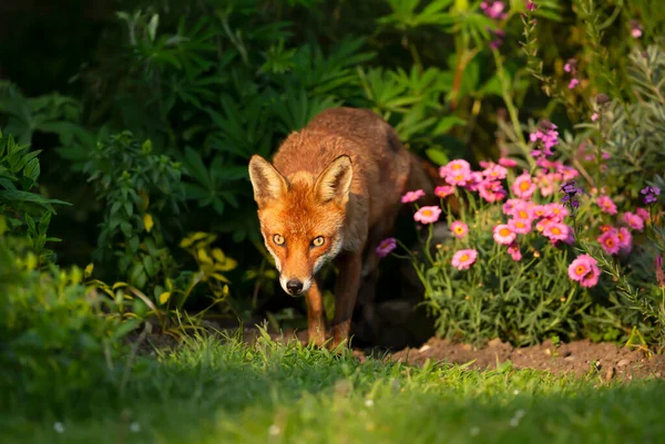 Närbild Röd Räv Vulpes Vulpes Äng Förenade Kungariket — Stockfoto