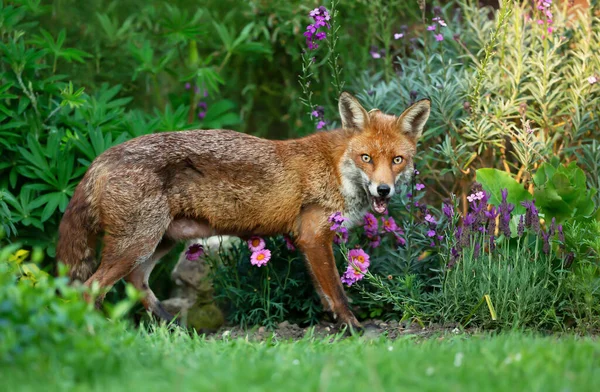 Närbild Röd Räv Vulpes Vulpes Som Står Bland Blommor Trädgården — Stockfoto