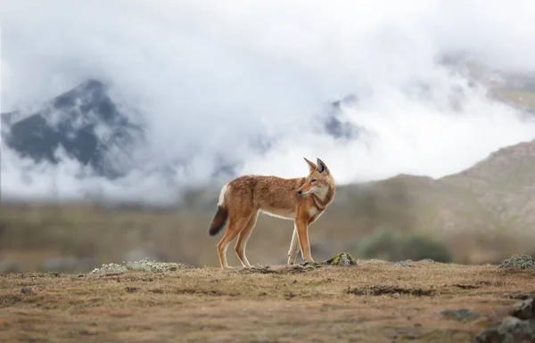 Close Rare Endangered Ethiopian Wolf Canis Simensis Standing Highlands Bale — Stock Photo, Image