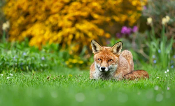 Close Red Fox Vulpes Vulpes Lying Grass Garden Day — Stock Photo, Image