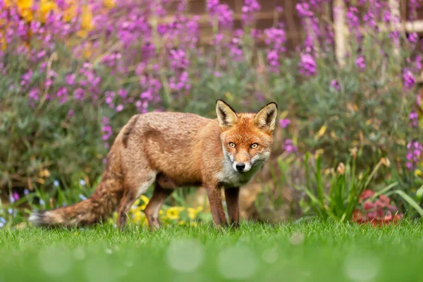 Закрытие Красного Лиса Vulpes Vulpes Стоящего Зеленой Траве Среди Цветов — стоковое фото