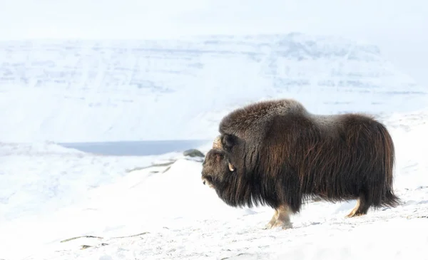 ノルウェーの冬の雪の中に立つ男性のムスク牛のクローズアップ — ストック写真