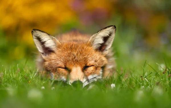 Gündüz Vakti Ngiltere Çimlerin Üzerinde Uyuyan Bir Kızıl Tilkiye Vulpes — Stok fotoğraf