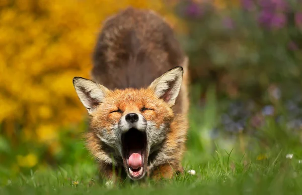 Close Red Fox Vulpes Vulpes Yawning United Kingdom — Stock Photo, Image
