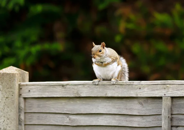 Close Grey Squirrel Sitting Wooden Fence — Stock Photo, Image