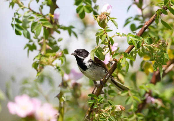 Close up of a Reed bunting perching on a rose bush, summer in UK.