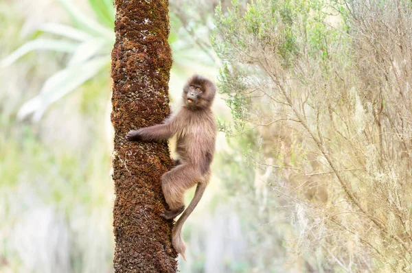 Close Curious Young Gelada Monkey Tree Simien Mountains Ethiopia — Stock Photo, Image