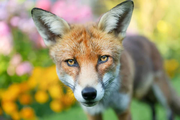 一个色彩艳丽的背景下 站在花园中的一只红狐狸的画像 — 图库照片