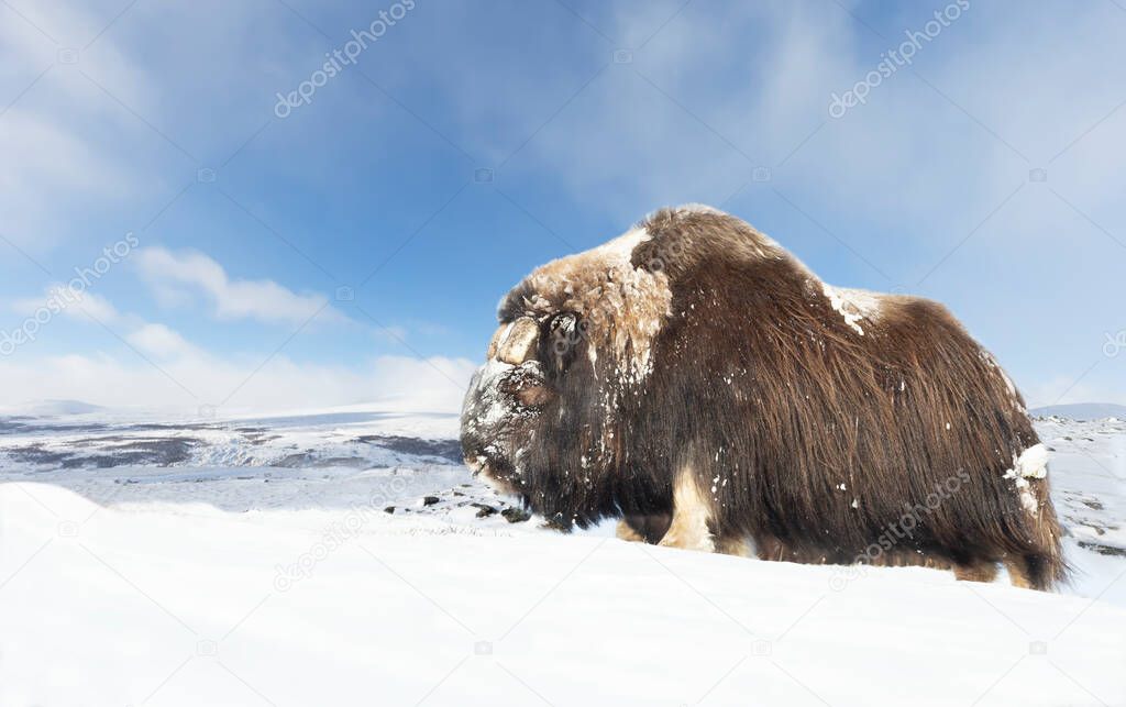 Close up of a male Musk Ox standing in snow, winter in Norway.
