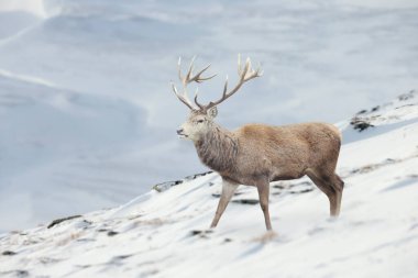 Kışın İngiltere 'de bir kızıl geyik geyiğine yakın..