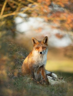 Sonbaharda bir ağacın altında oturan kızıl tilkiye (Vulpes vulpes) yakın çekim.