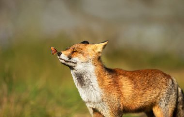 Burnunda kelebek olan kırmızı tilki portresi (Vulpes vulpes). 