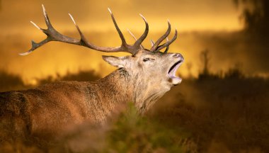 Close up of a Red Deer calling during rutting season in autumn, UK. clipart